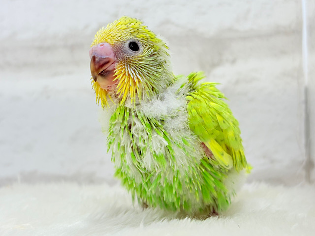 オイラと探検に行こう🐣🔎セキセイインコ(スパングル) ヒナ