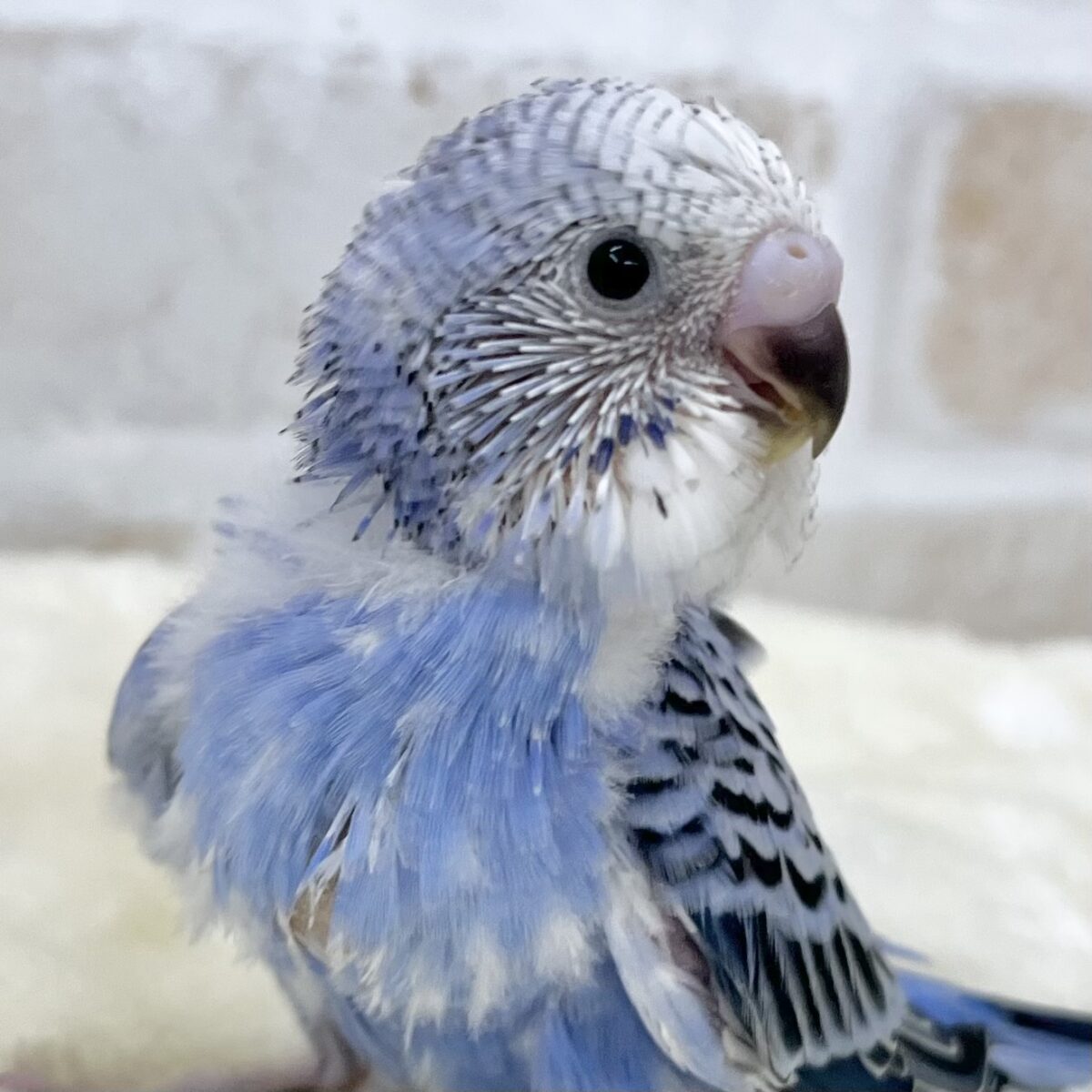 深いブルーが魅力です💙💙　セキセイインコ（ブルーオパーリン）