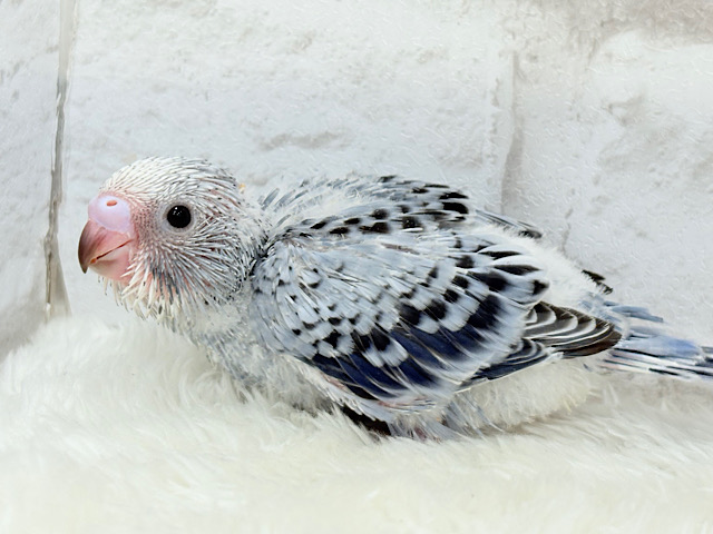 成長がわくわく楽しみ🐣♬*°セキセイインコ(オパーリン) ヒナ