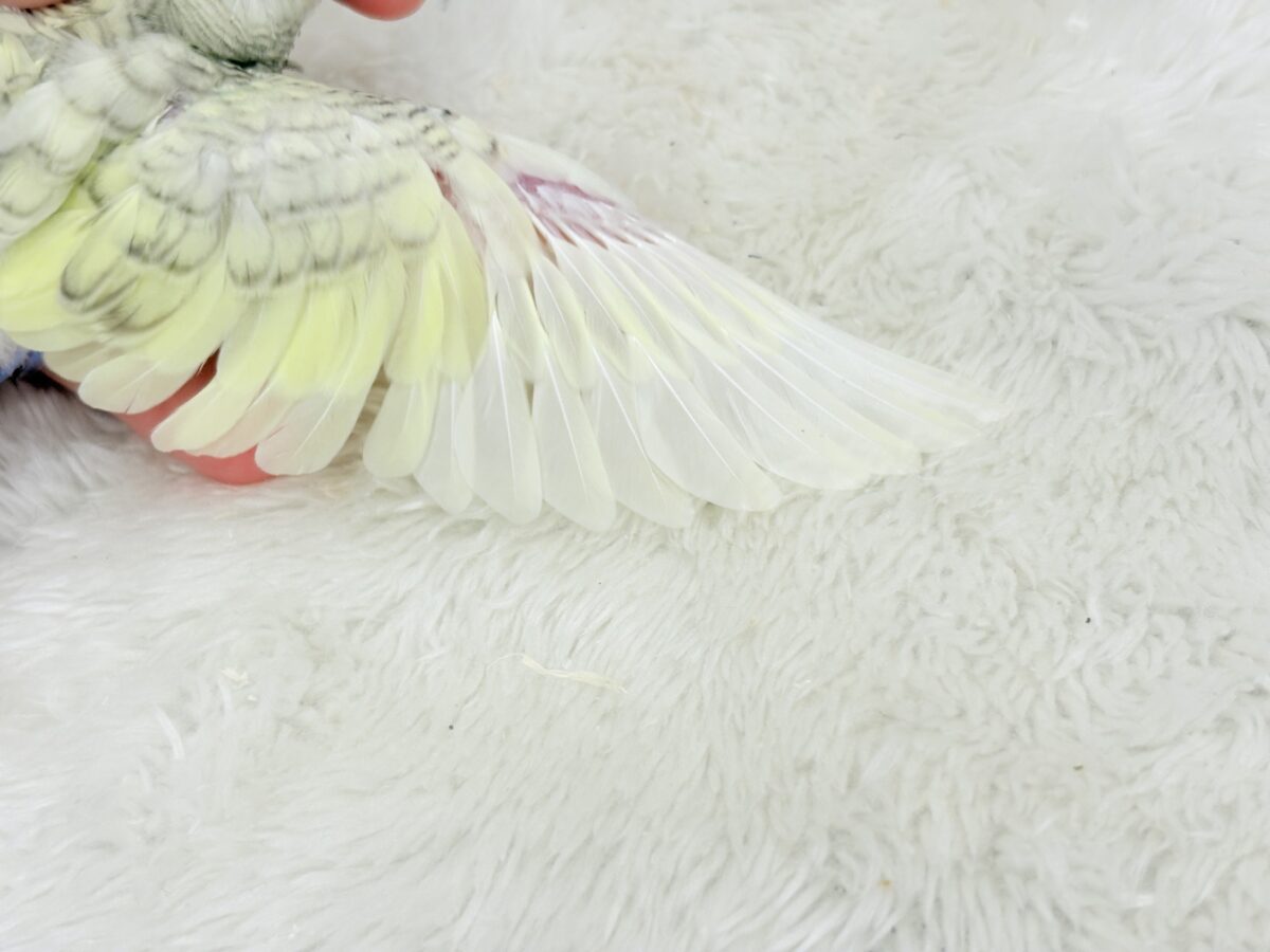 梵天セキセイインコ