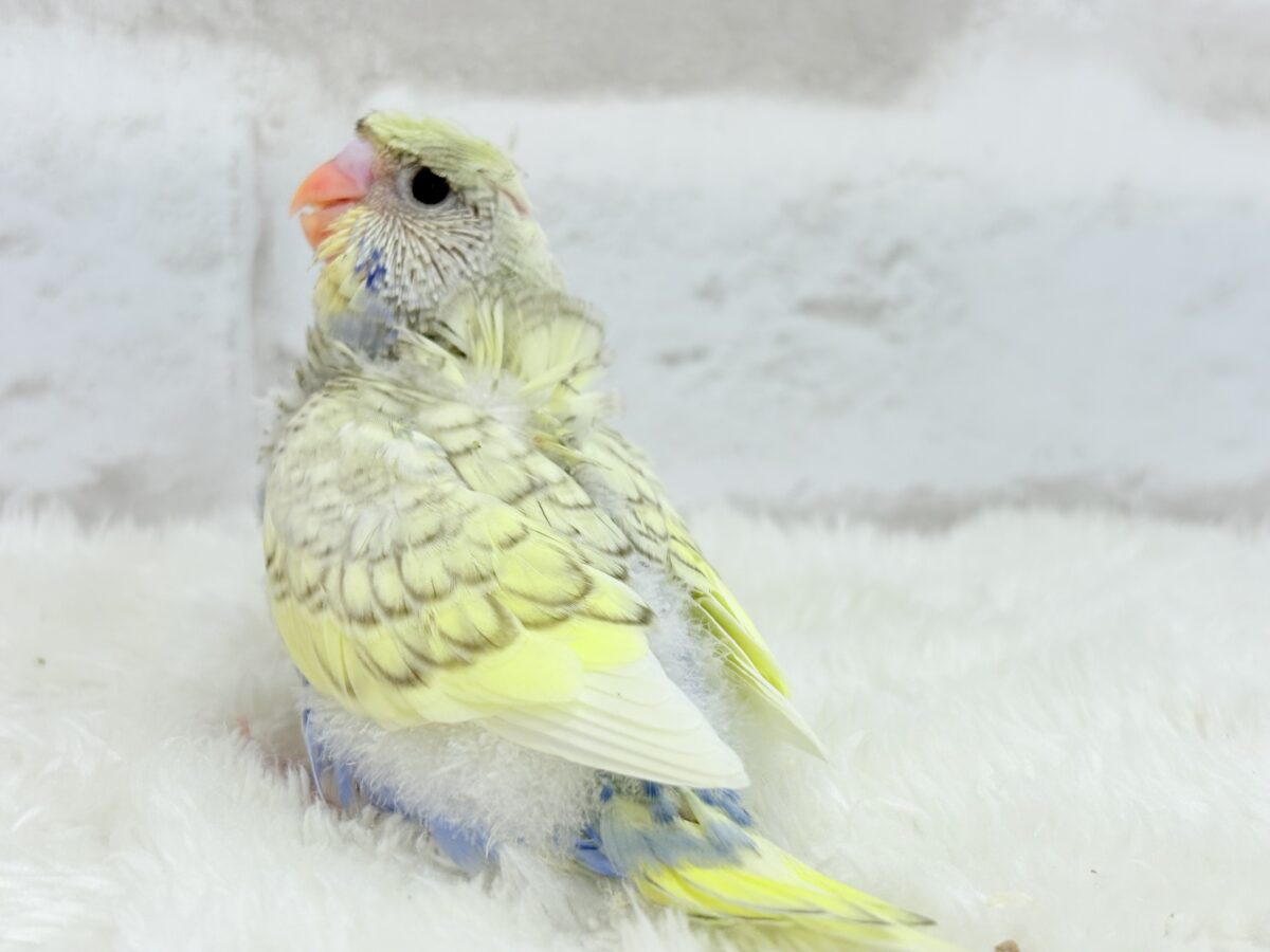 梵天セキセイインコ