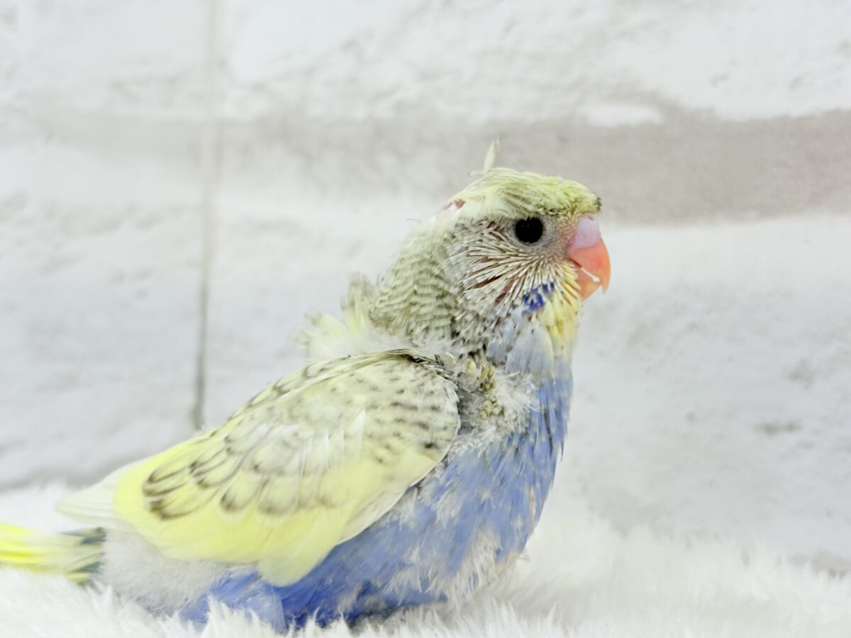 梵天セキセイインコ