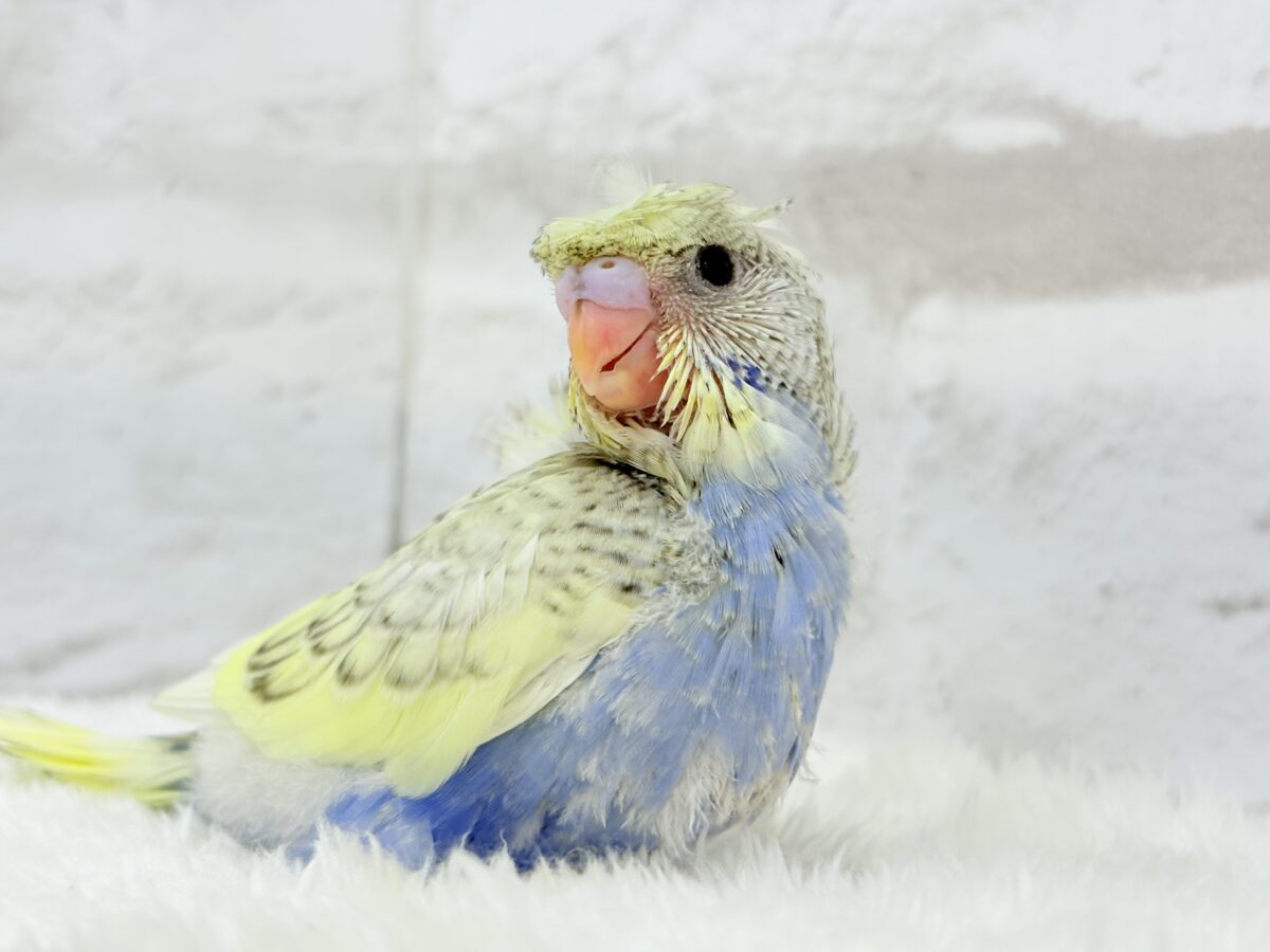梵天セキセイインコ