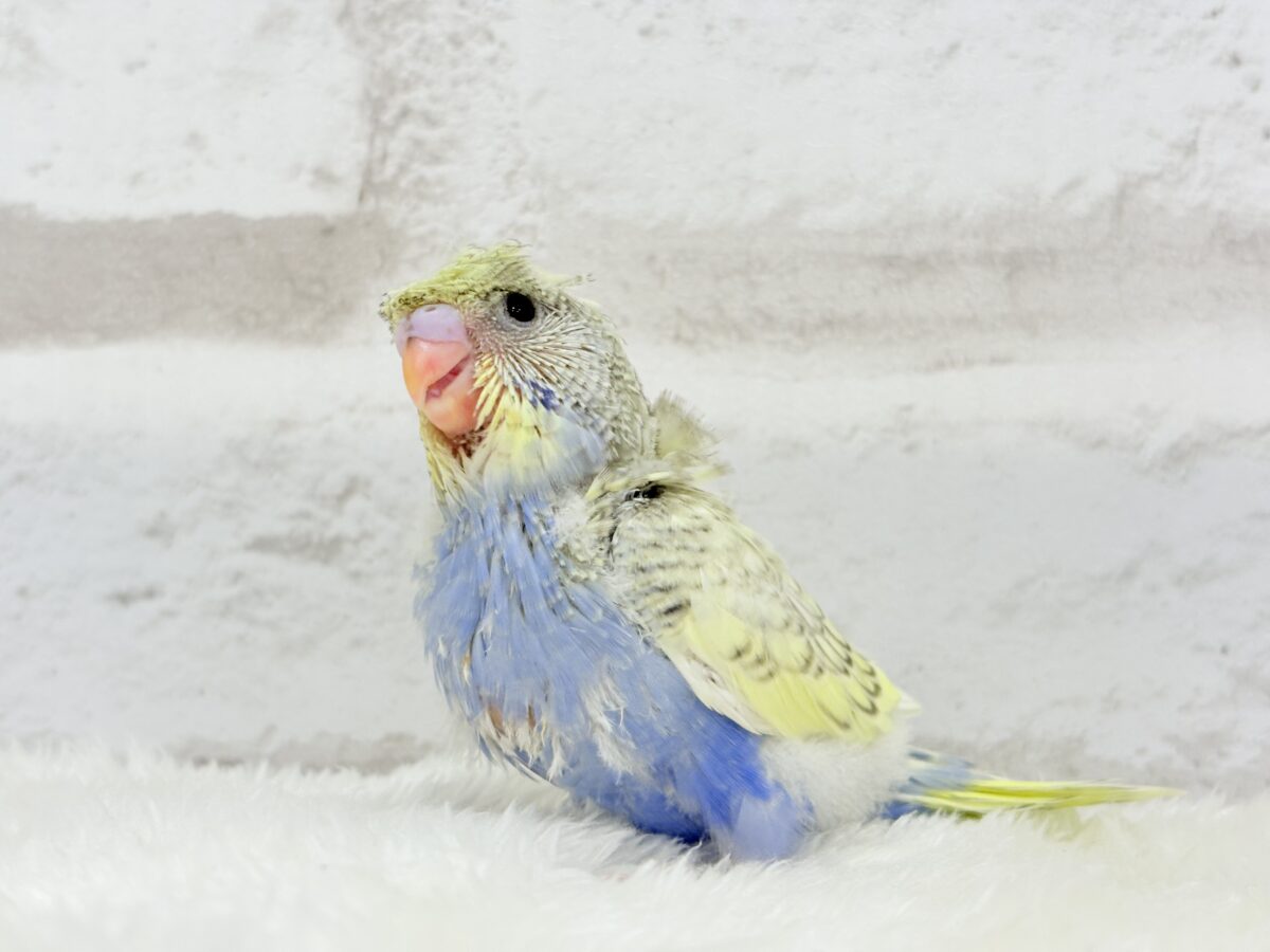 梵天セキセイインコ