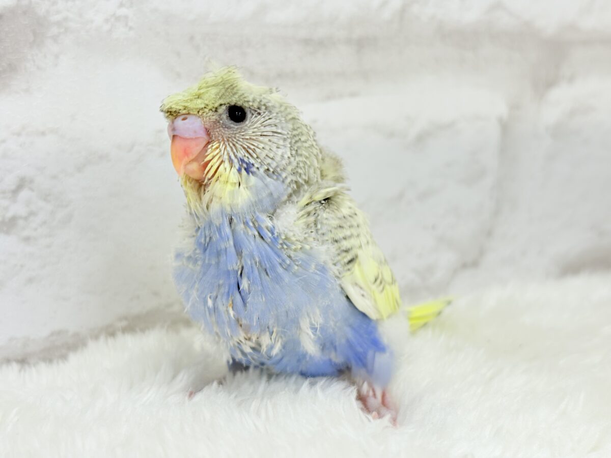 梵天セキセイインコ