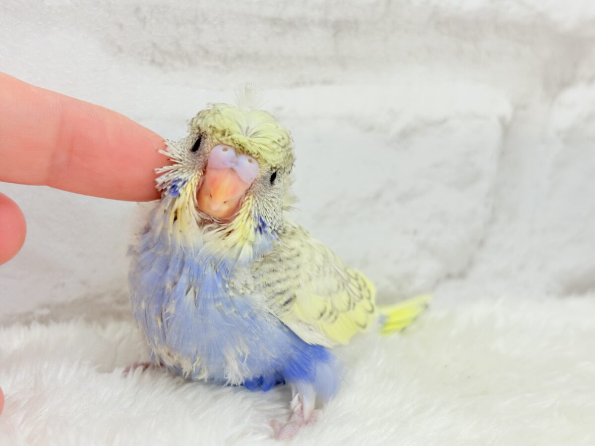 梵天セキセイインコ