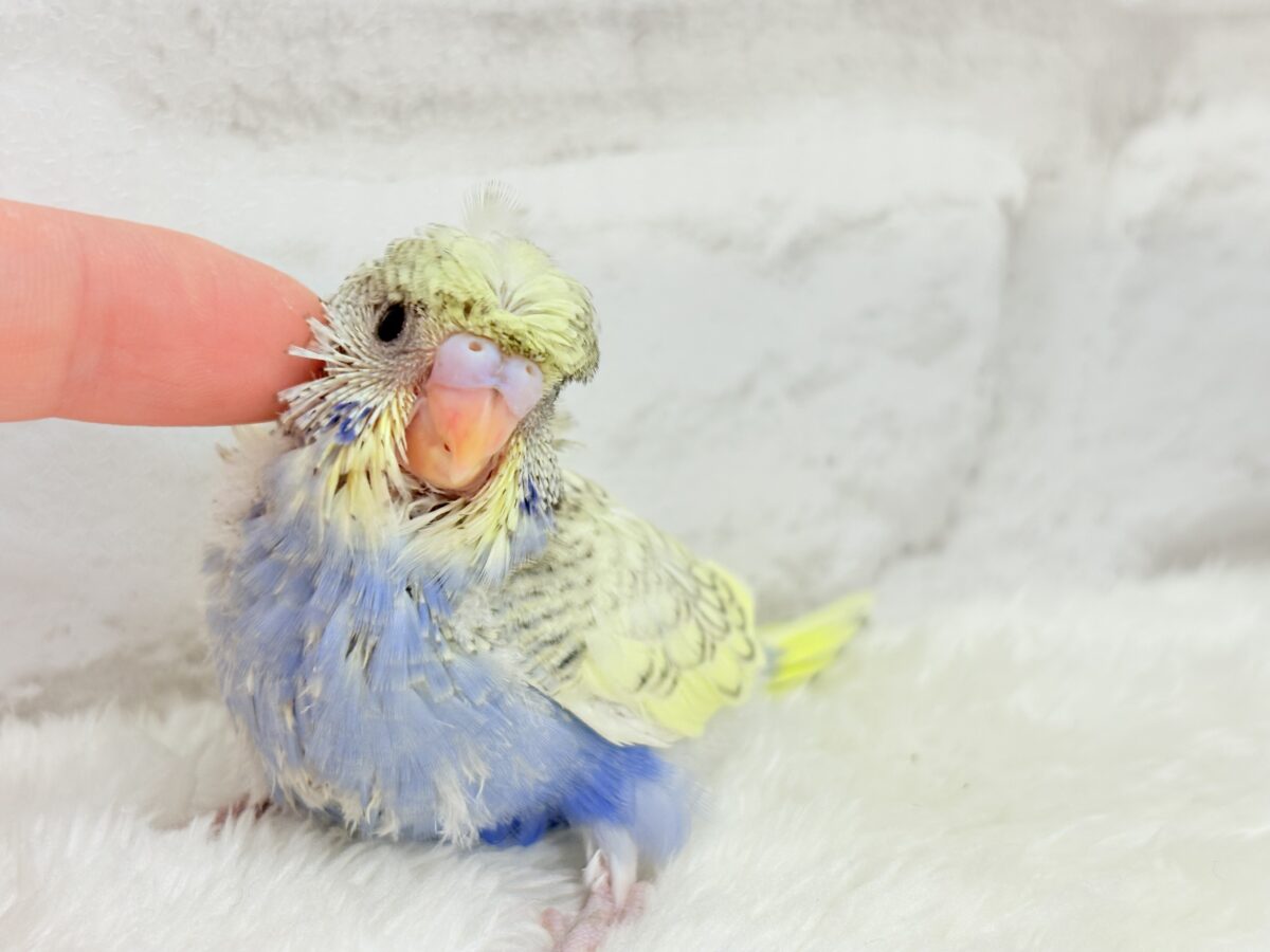 梵天セキセイインコ