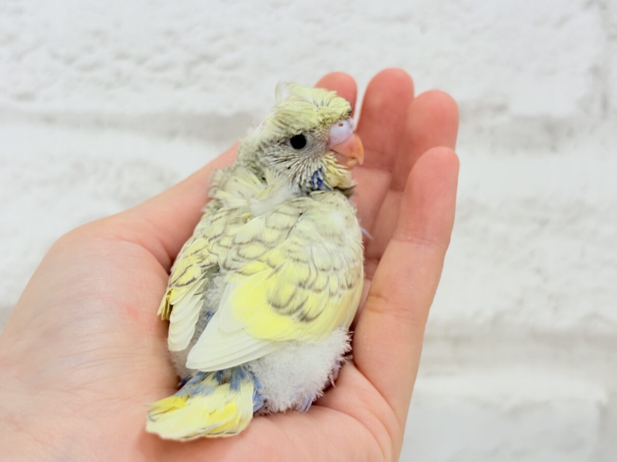 梵天セキセイインコ