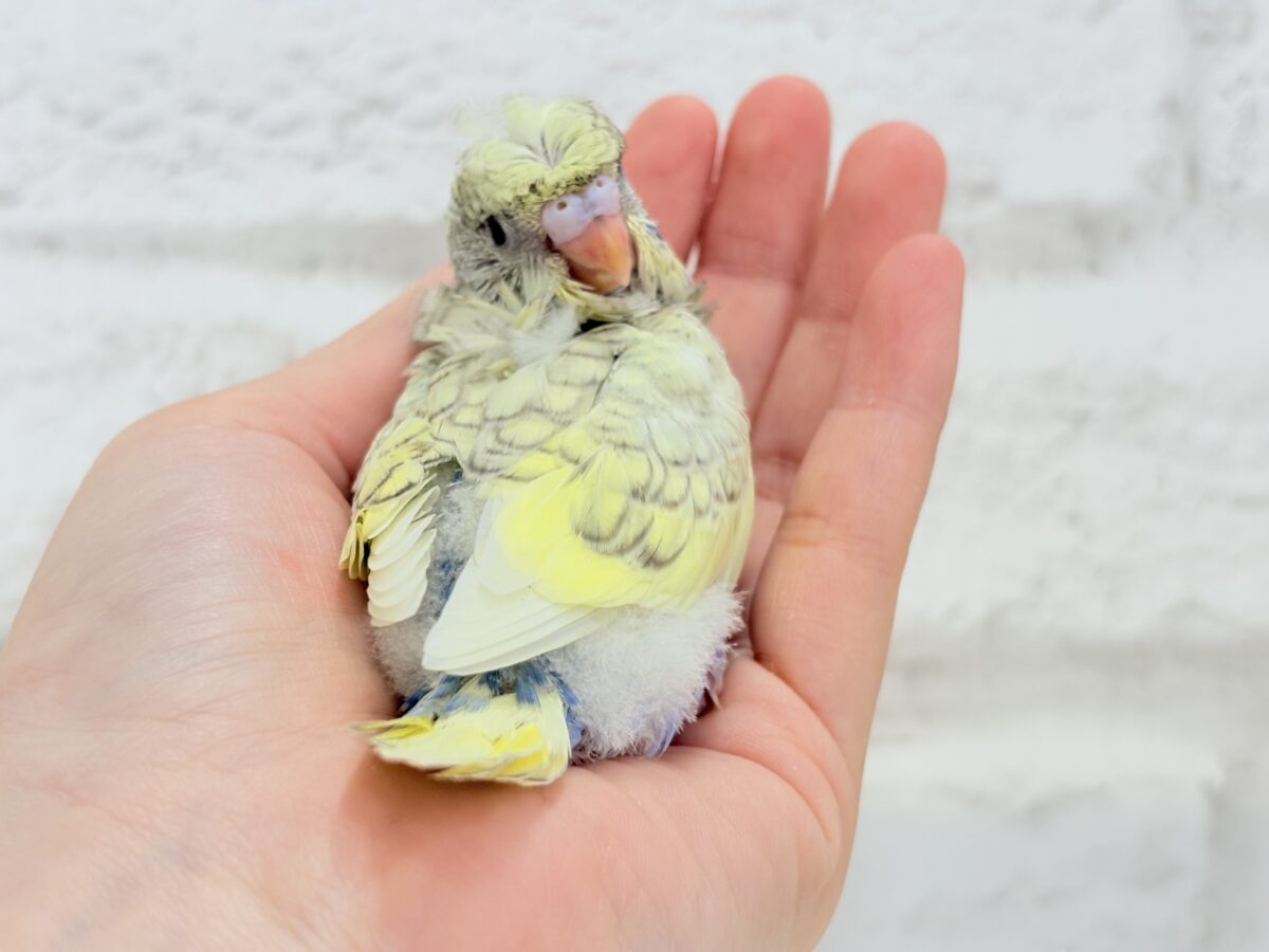 梵天セキセイインコ