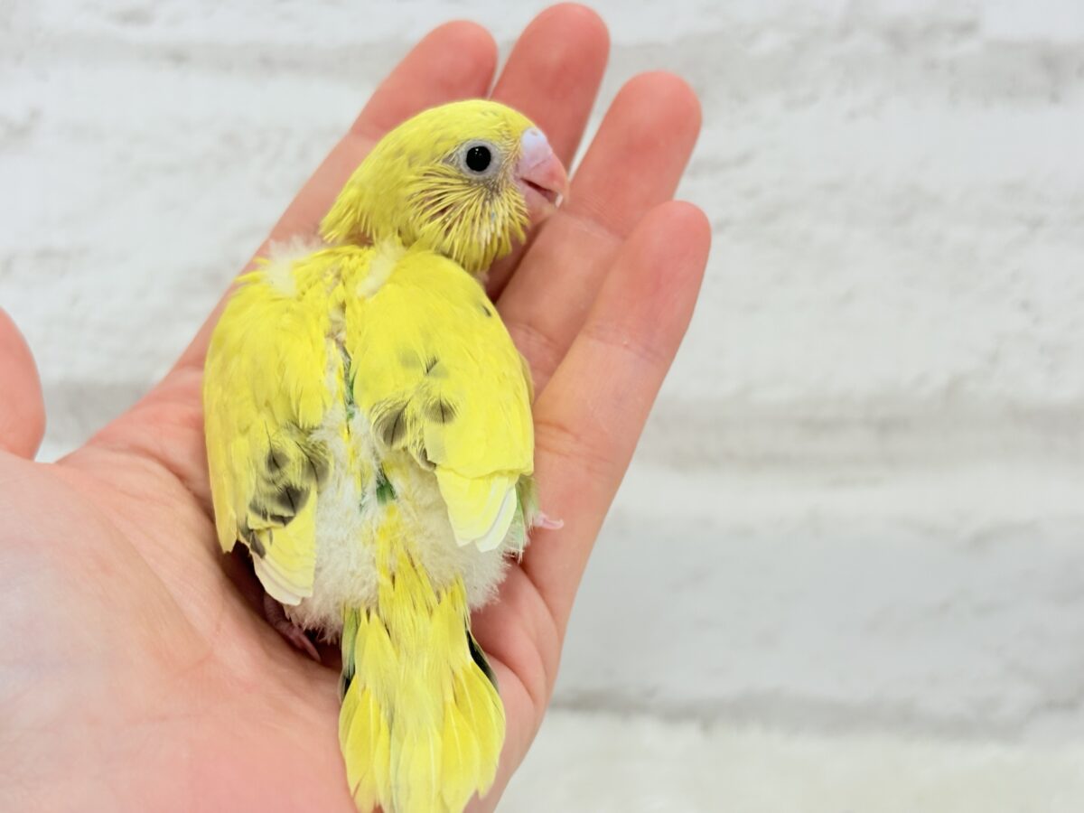 セキセイインコ