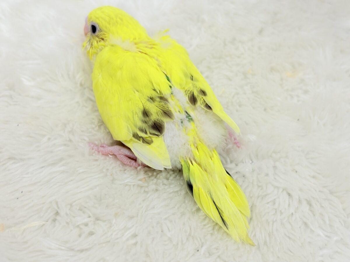 セキセイインコ
