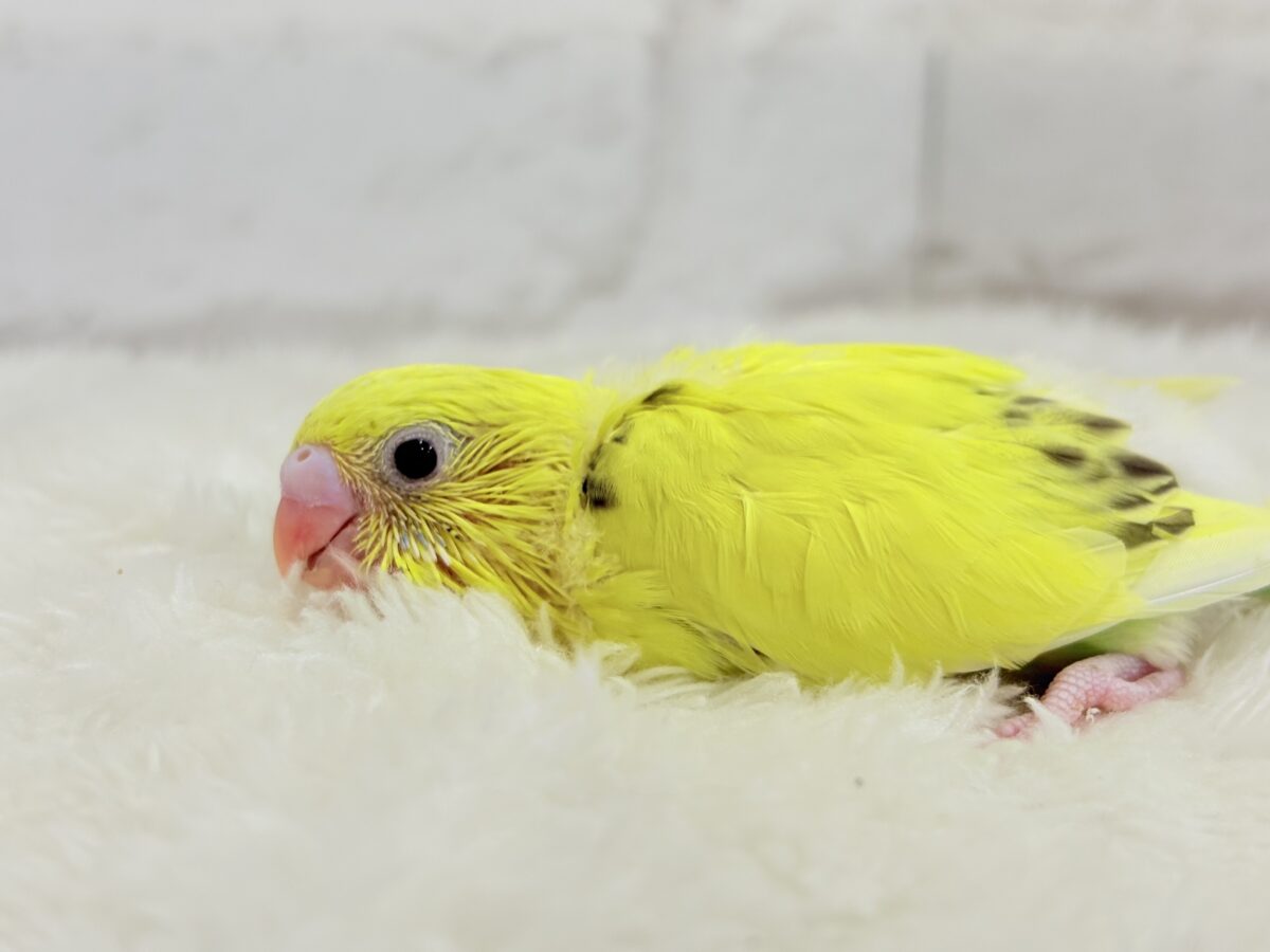 セキセイインコ