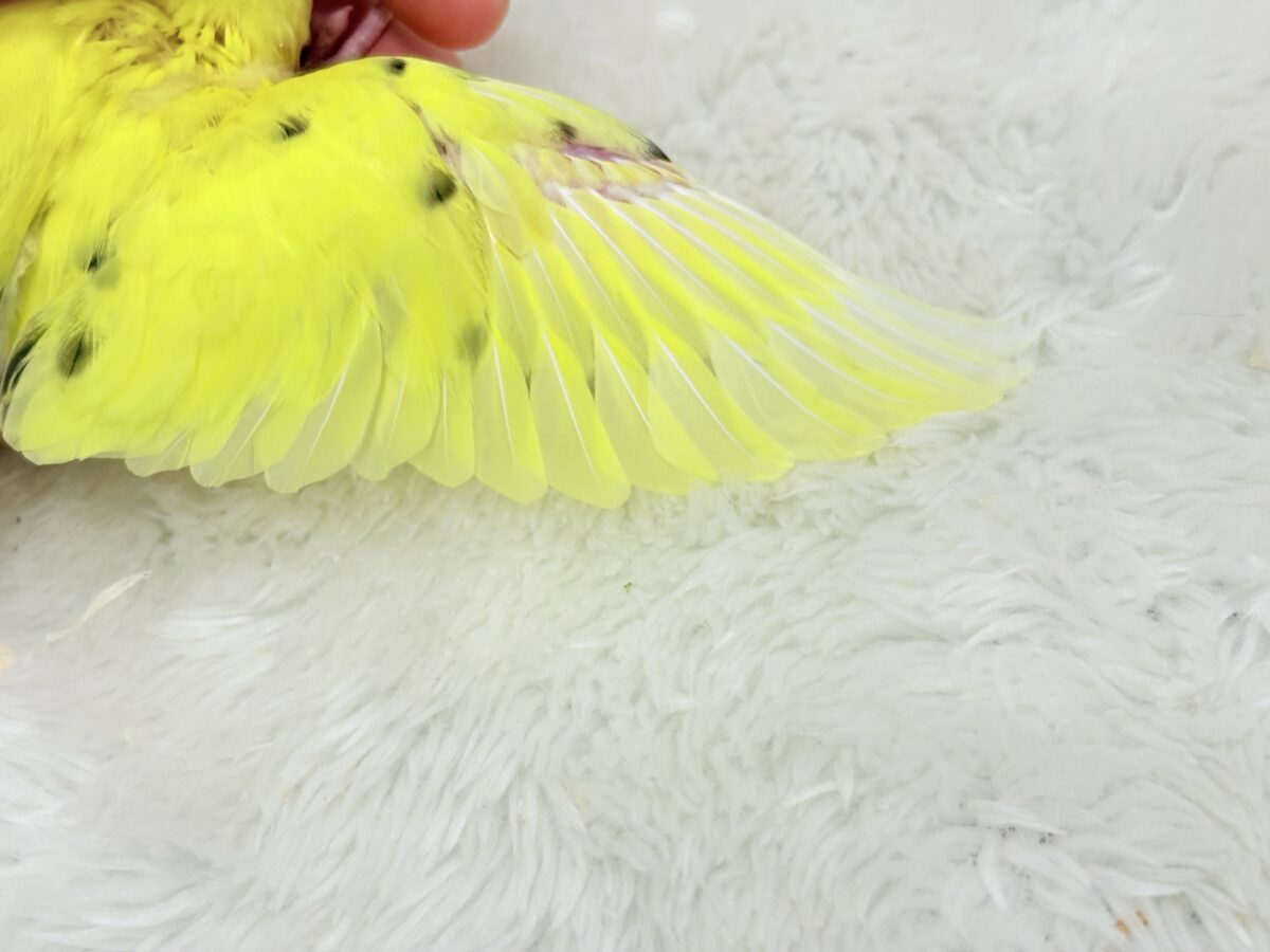 セキセイインコ