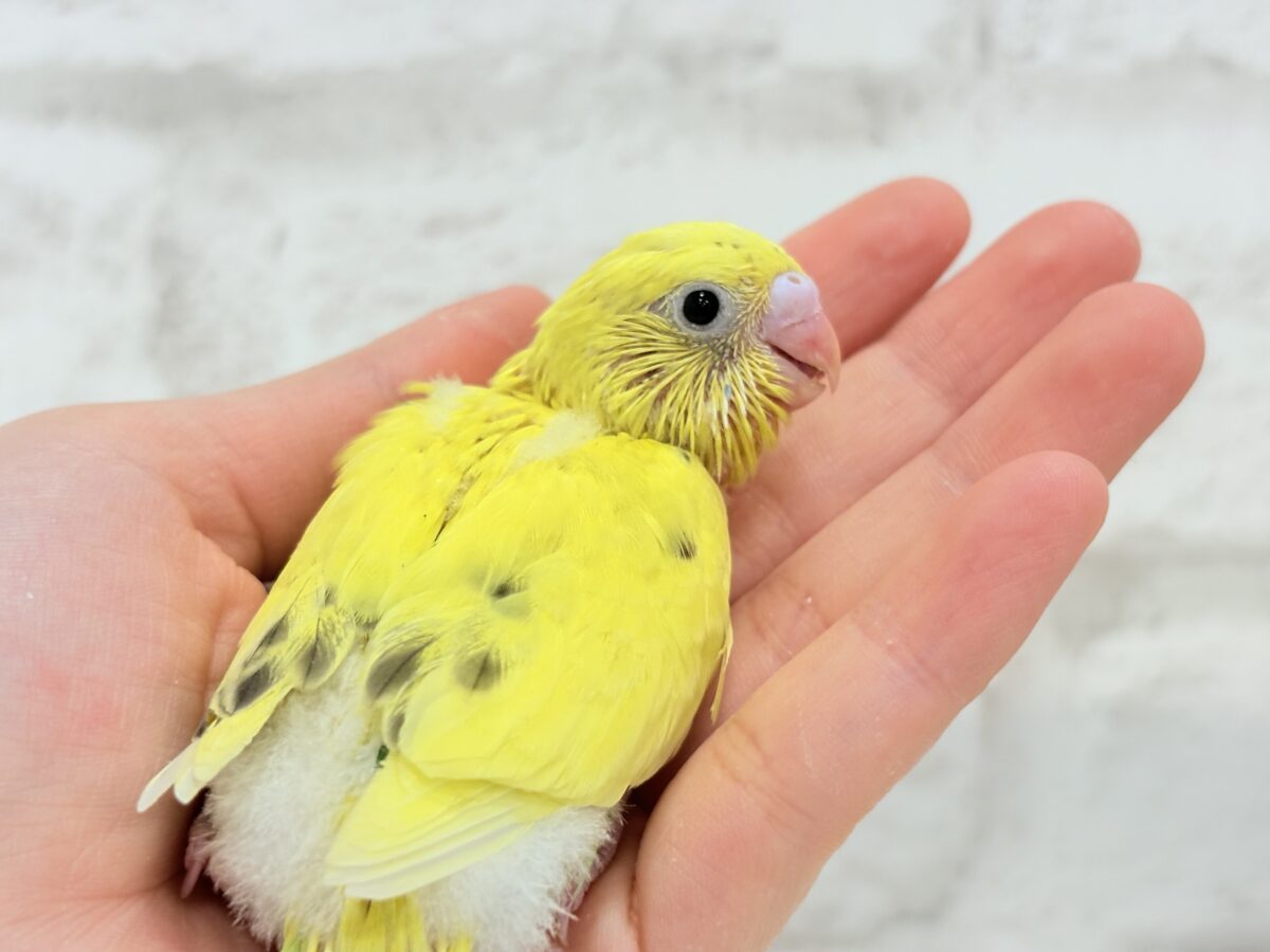 セキセイインコ