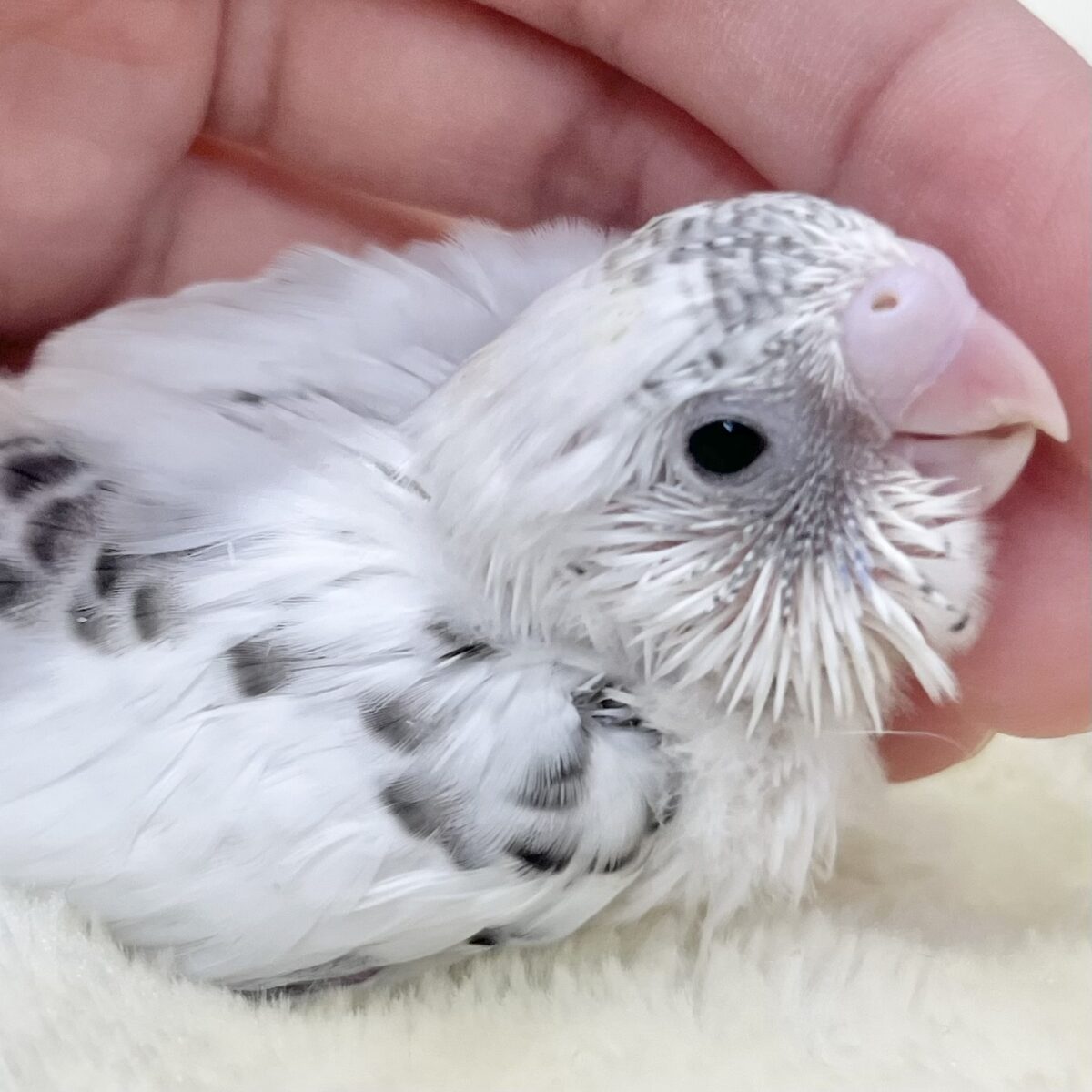 クッキー&クリーム🍪🍨　セキセイインコ（白ハルクイン）