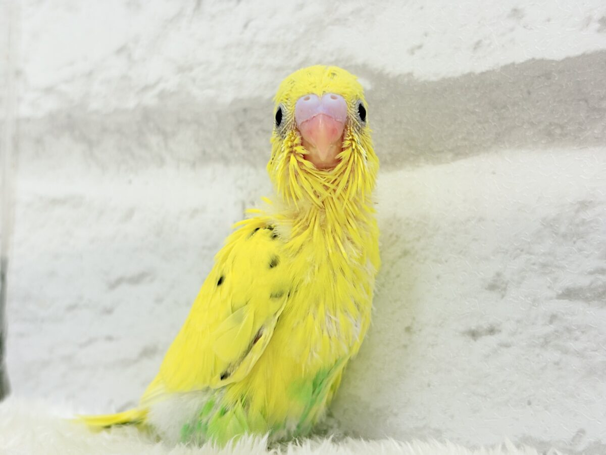セキセイインコ