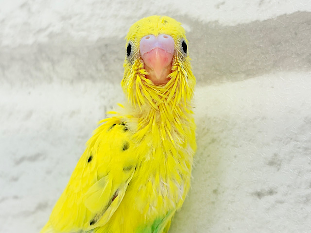 たまごたっぷりのりたまちゃん🐣🍙セキセイインコ(黄色ハルクイン) ヒナ