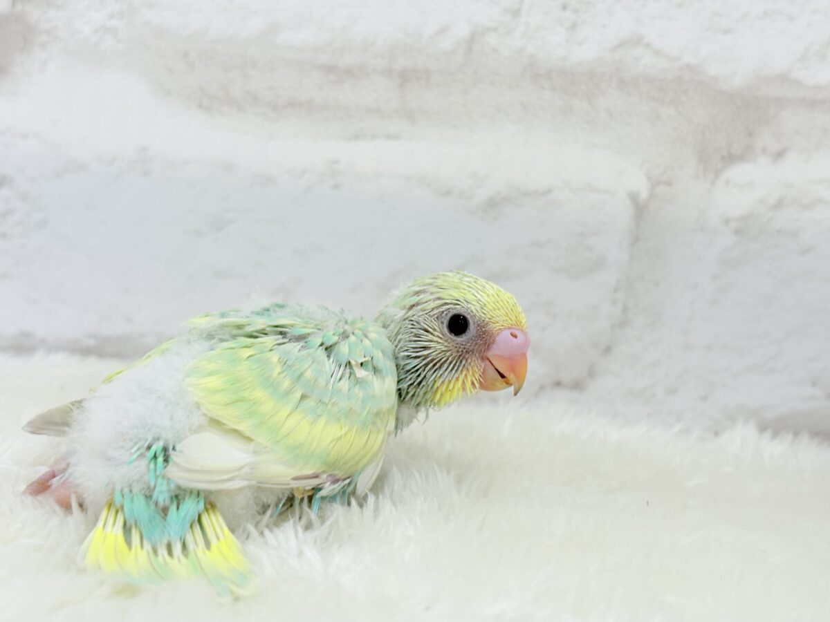 セキセイインコ