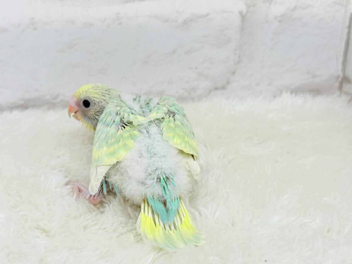 セキセイインコ