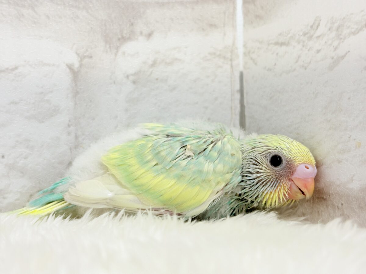セキセイインコ