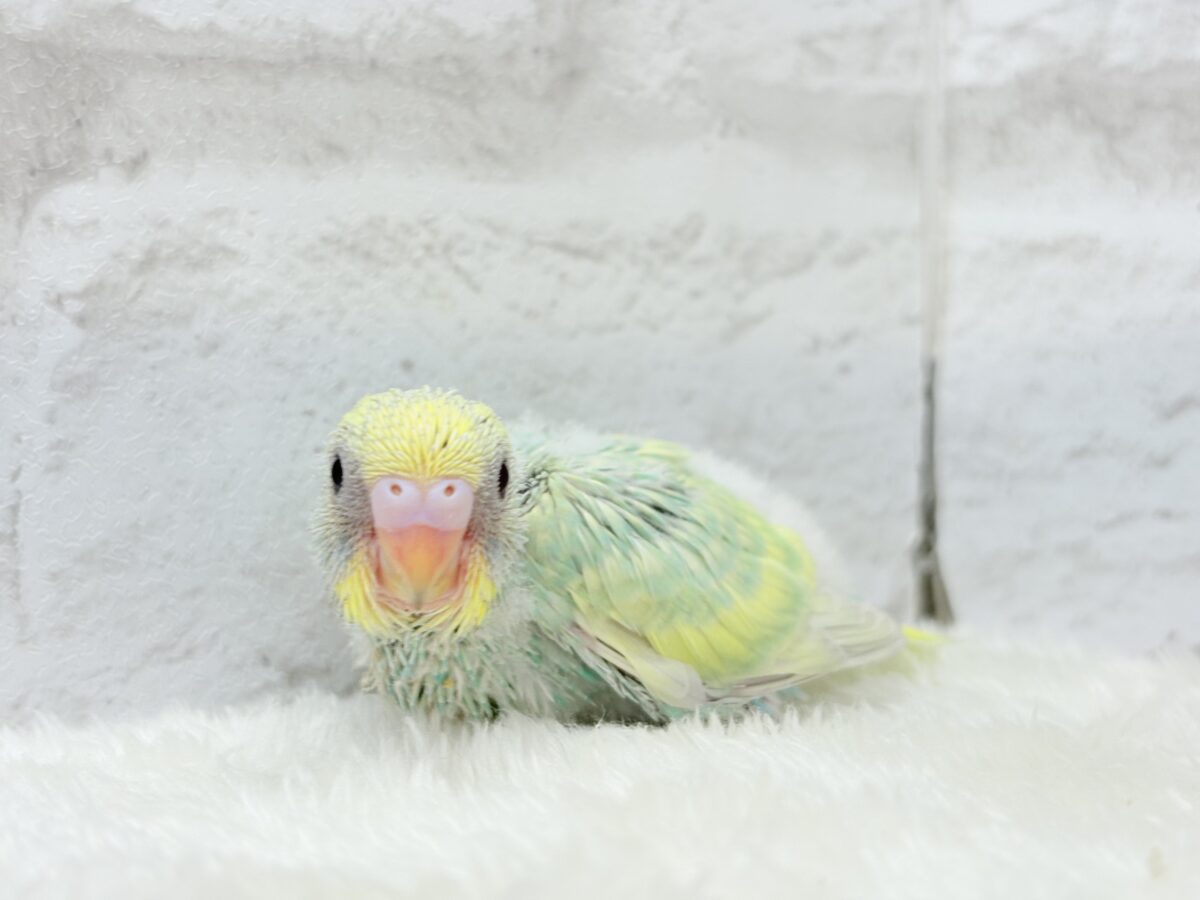 セキセイインコ