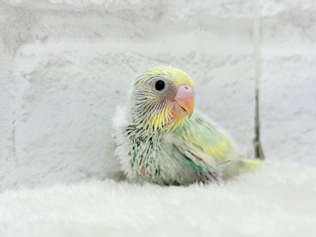 セキセイインコ