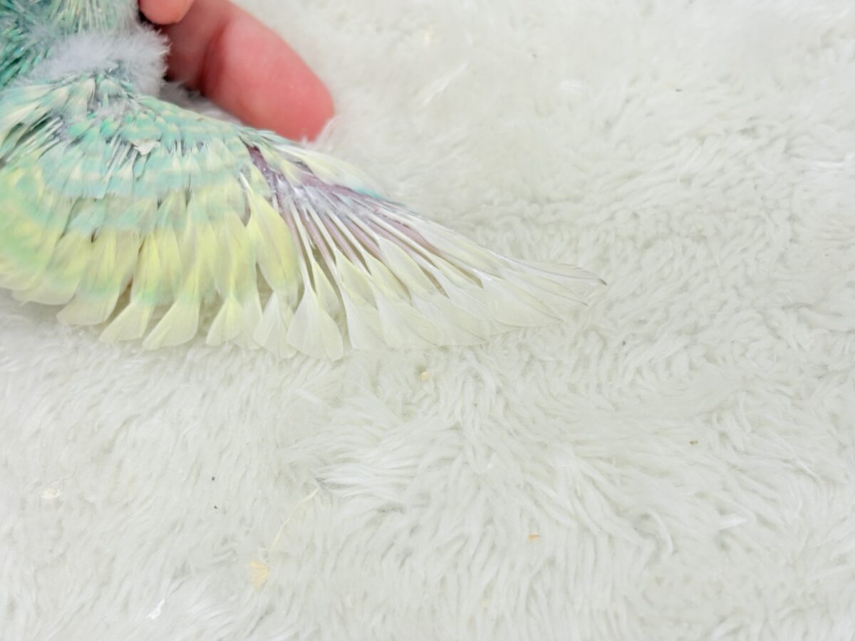 セキセイインコ
