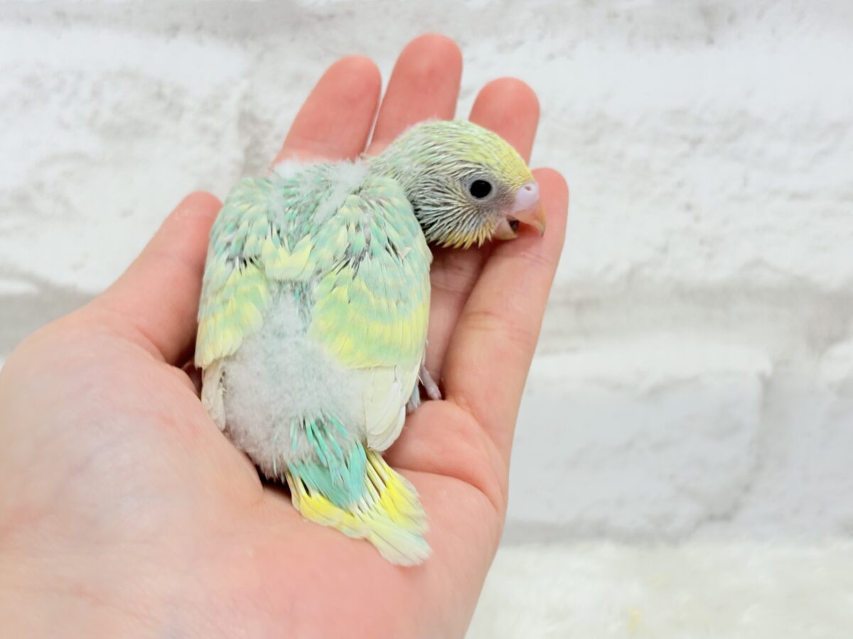 セキセイインコ