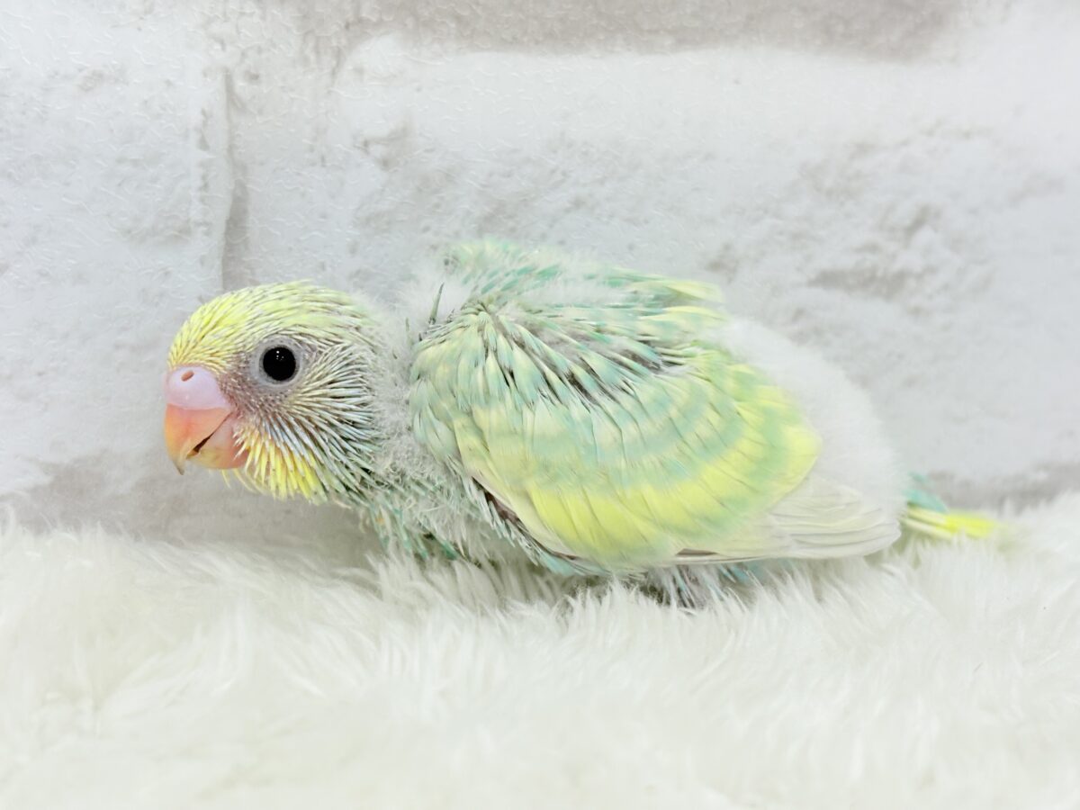 セキセイインコ