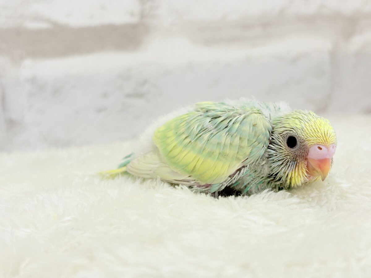 セキセイインコ