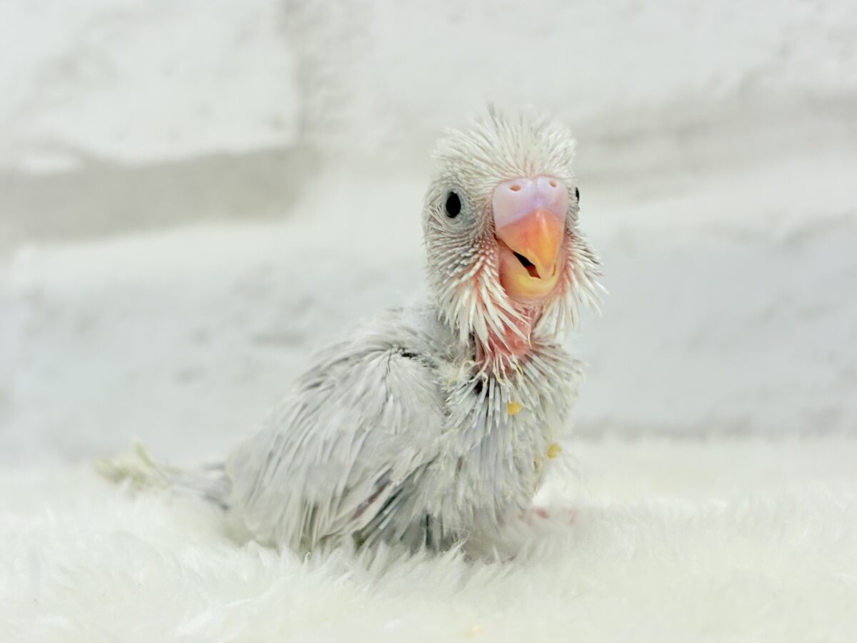 セキセイインコ