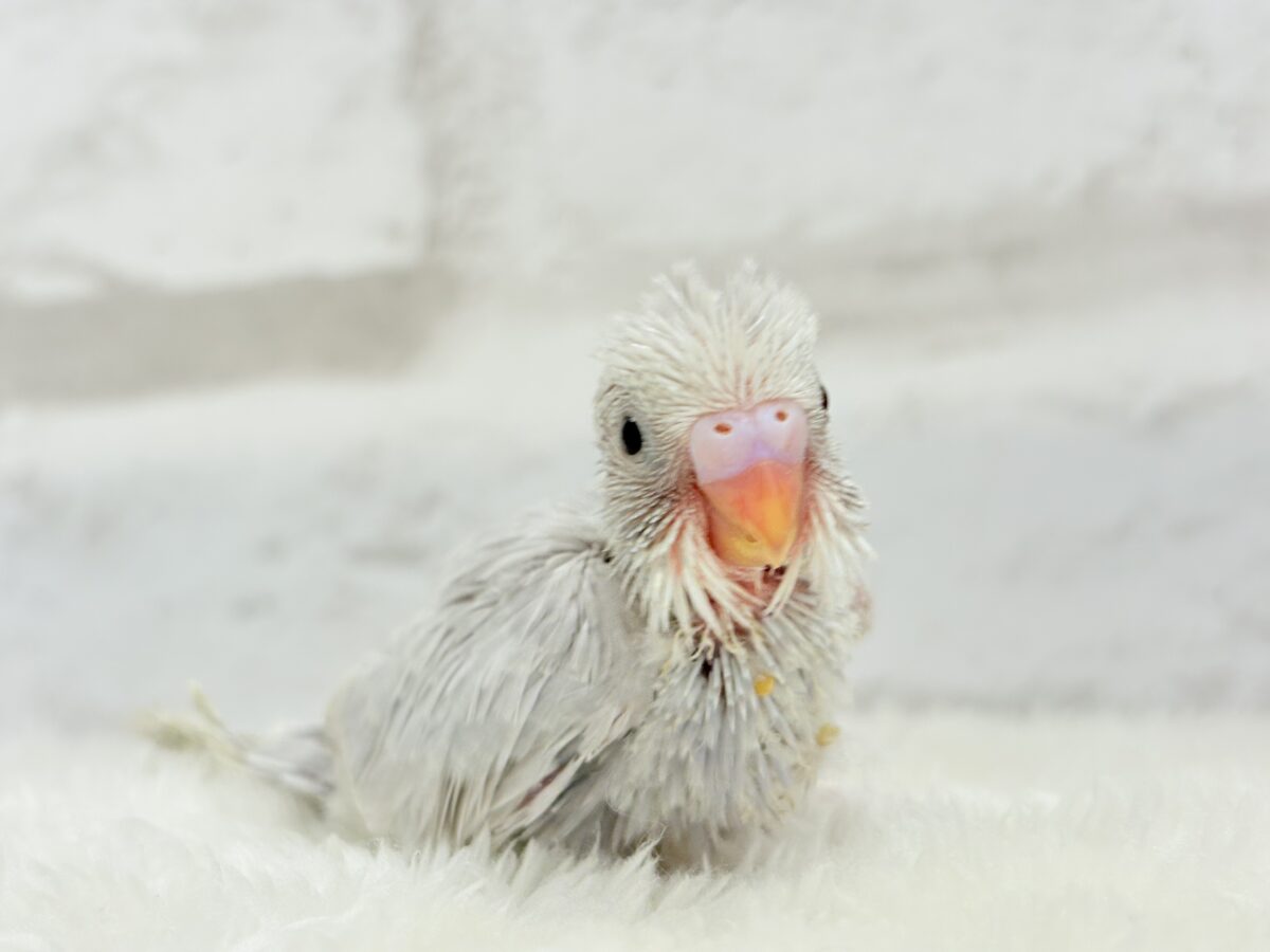 セキセイインコ