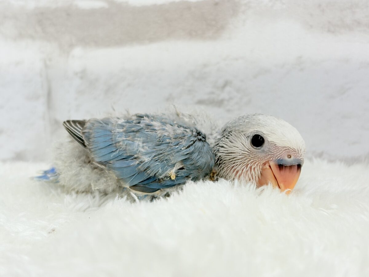 コザクラインコ（小桜インコ）