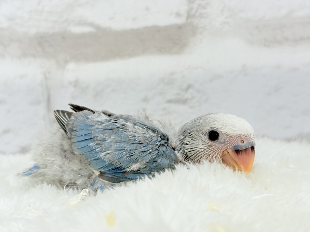 コザクラインコ（小桜インコ）