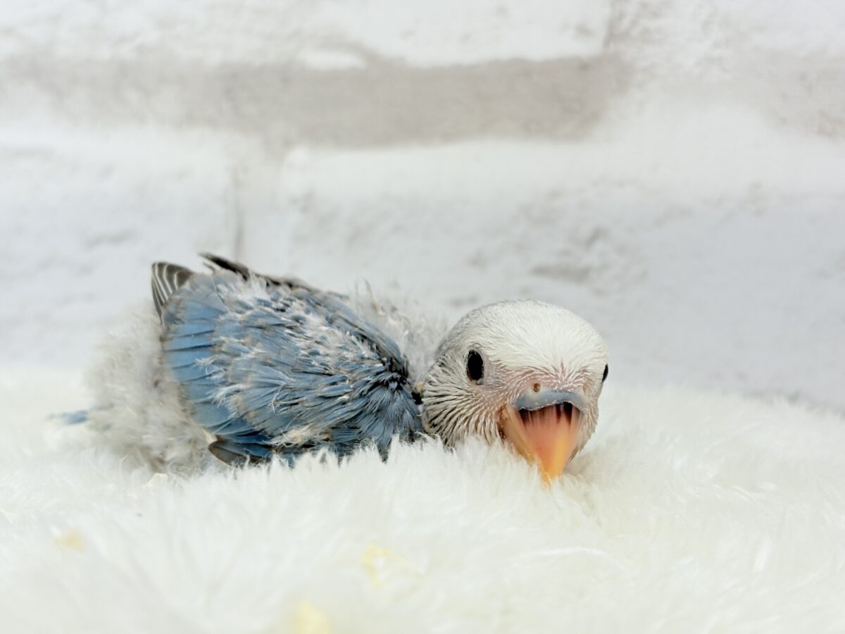 コザクラインコ（小桜インコ）