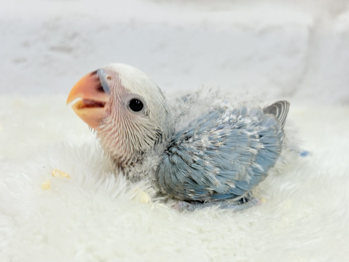 コザクラインコ（小桜インコ）