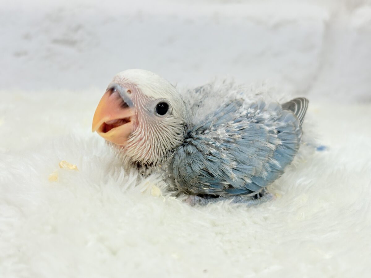コザクラインコ（小桜インコ）