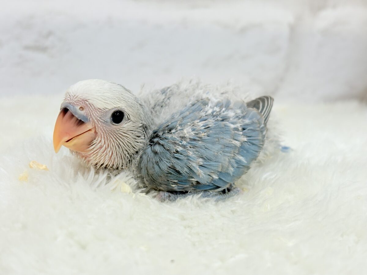 コザクラインコ（小桜インコ）