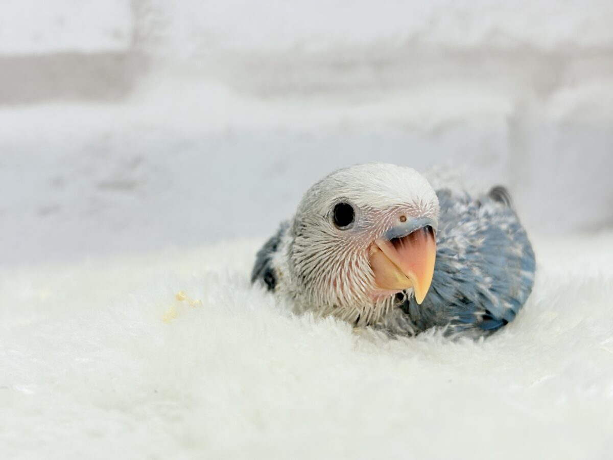 コザクラインコ（小桜インコ）