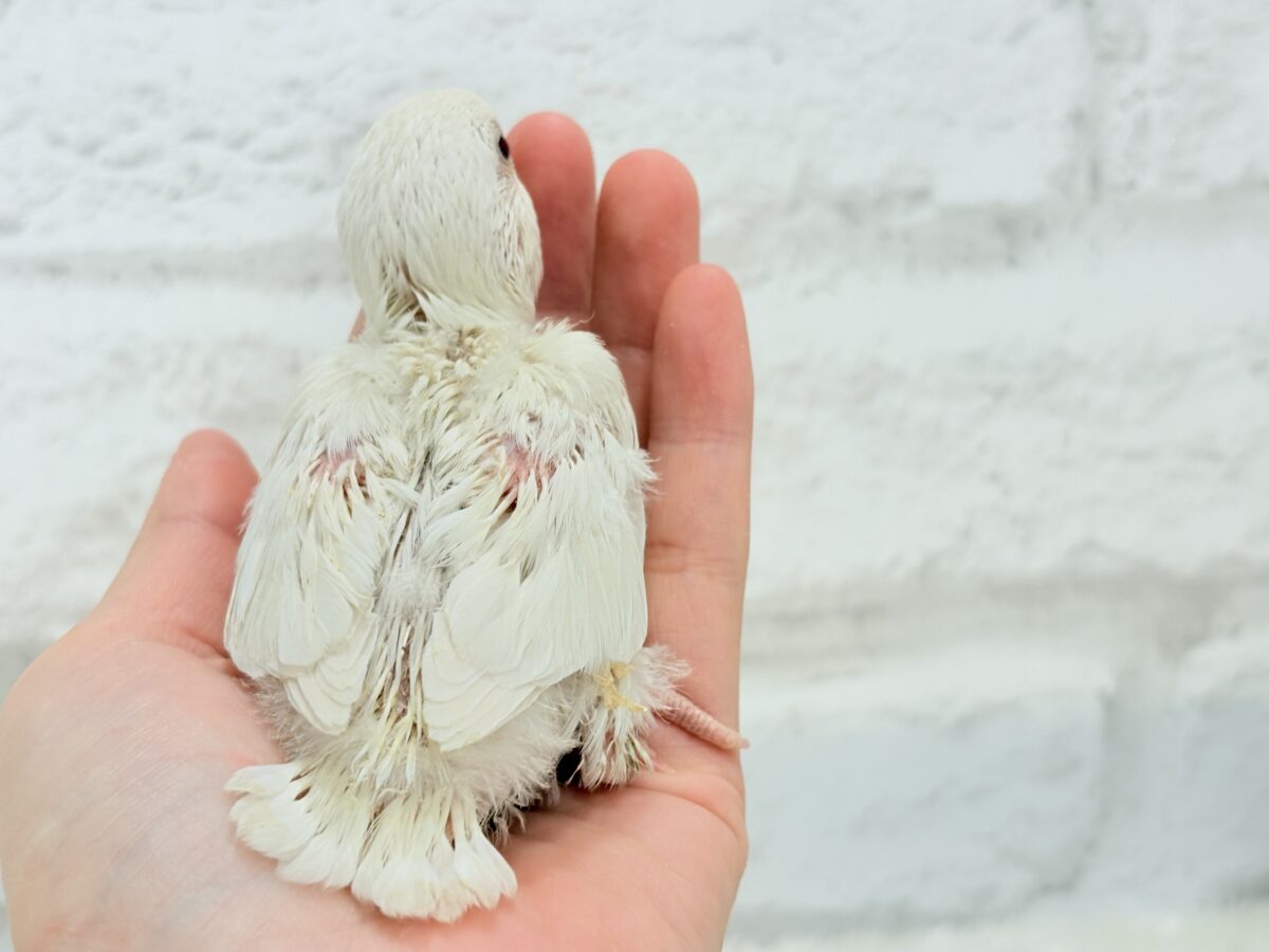 コザクラインコ（小桜インコ）