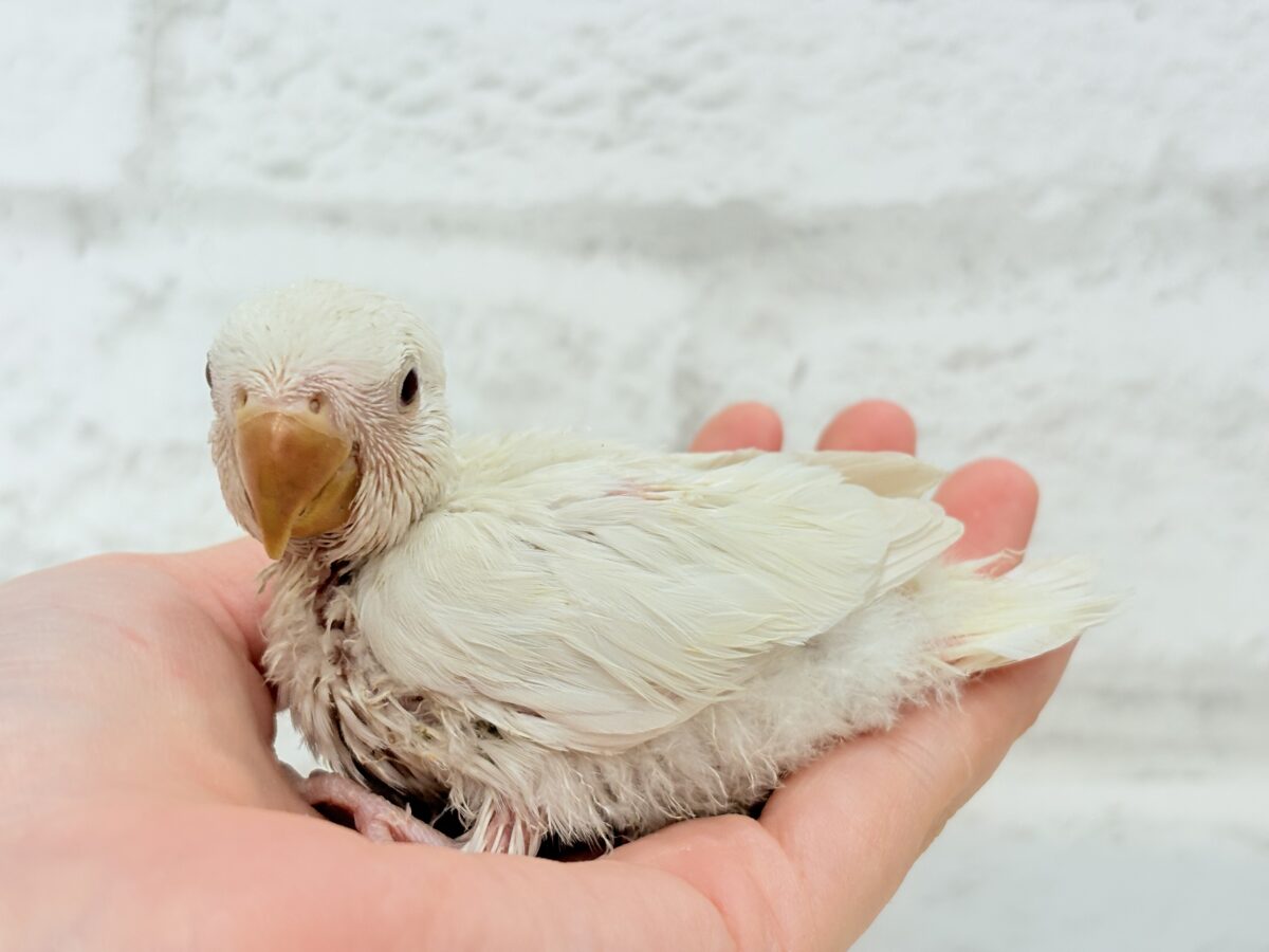 コザクラインコ（小桜インコ）