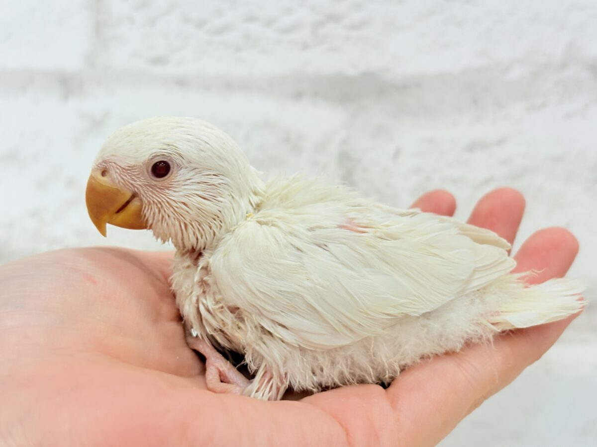 コザクラインコ（小桜インコ）