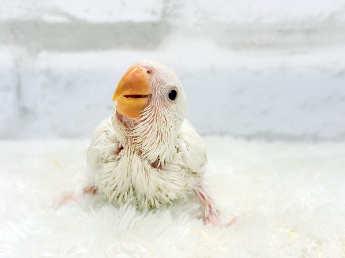 コザクラインコ（小桜インコ）