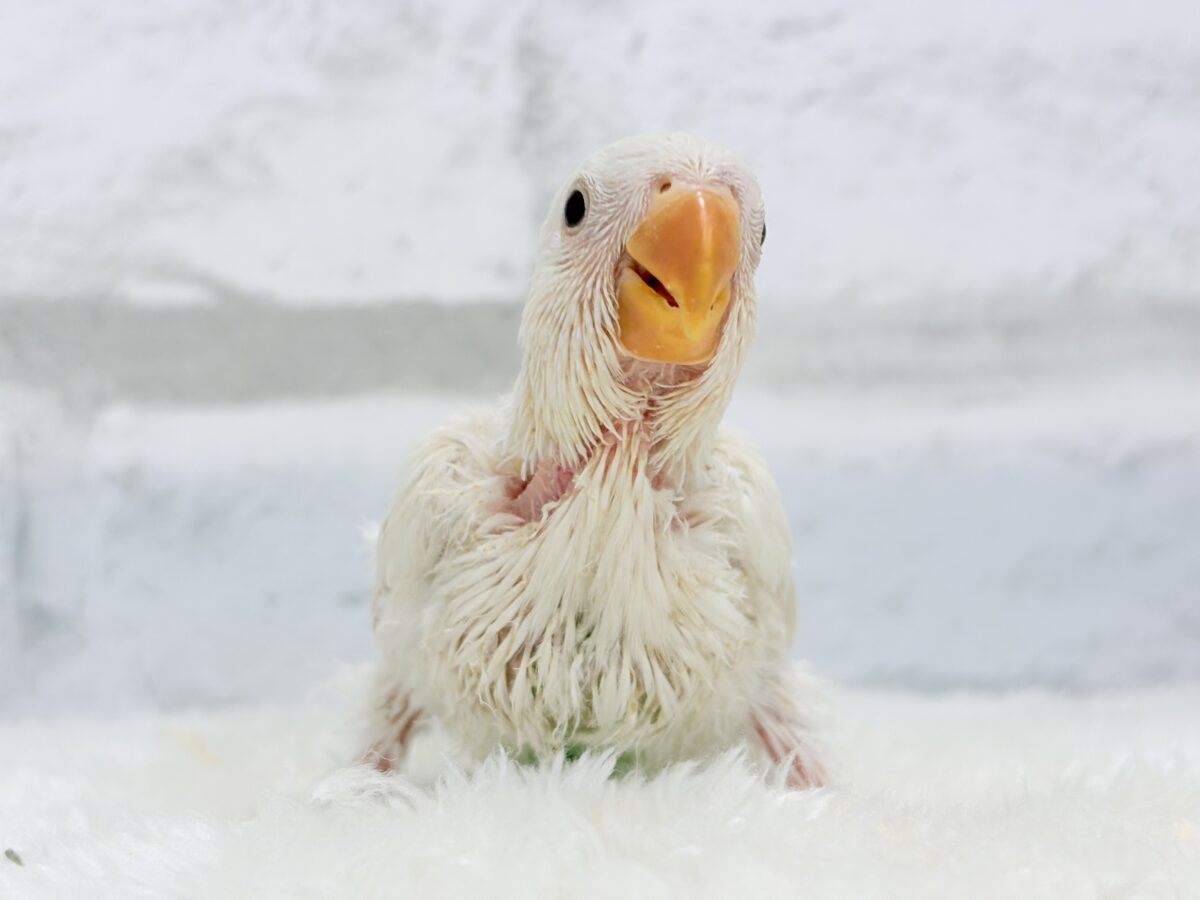 コザクラインコ（小桜インコ）