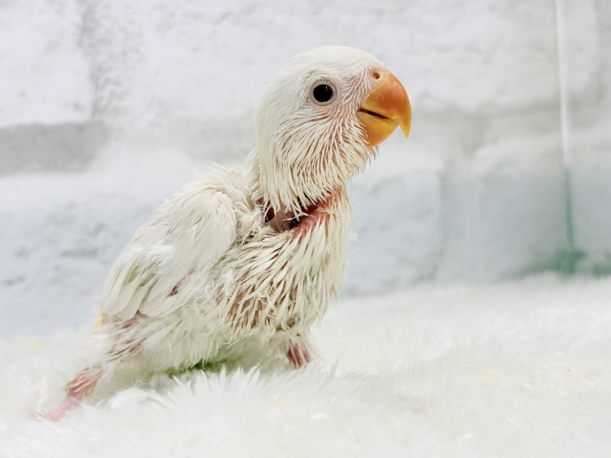 コザクラインコ（小桜インコ）