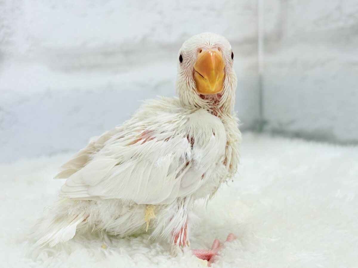 コザクラインコ（小桜インコ）