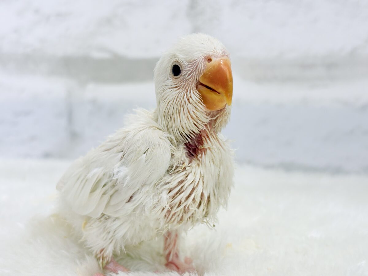 コザクラインコ（小桜インコ）