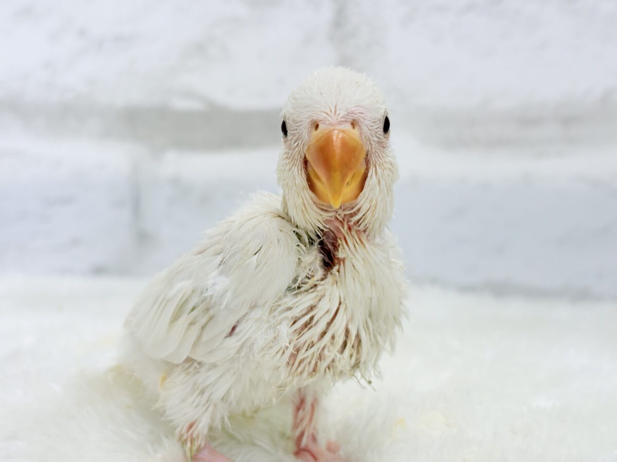 コザクラインコ（小桜インコ）