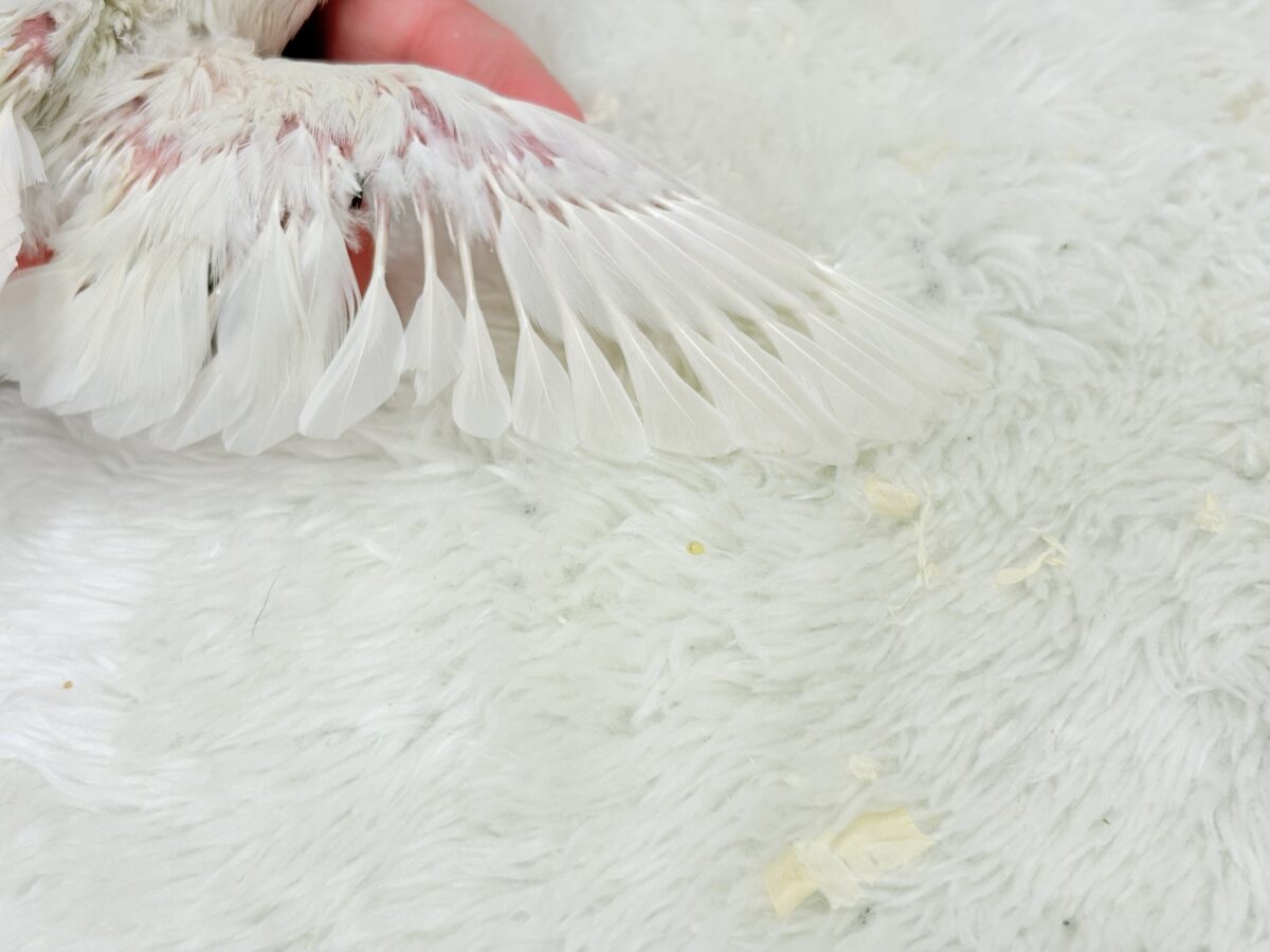 コザクラインコ（小桜インコ）