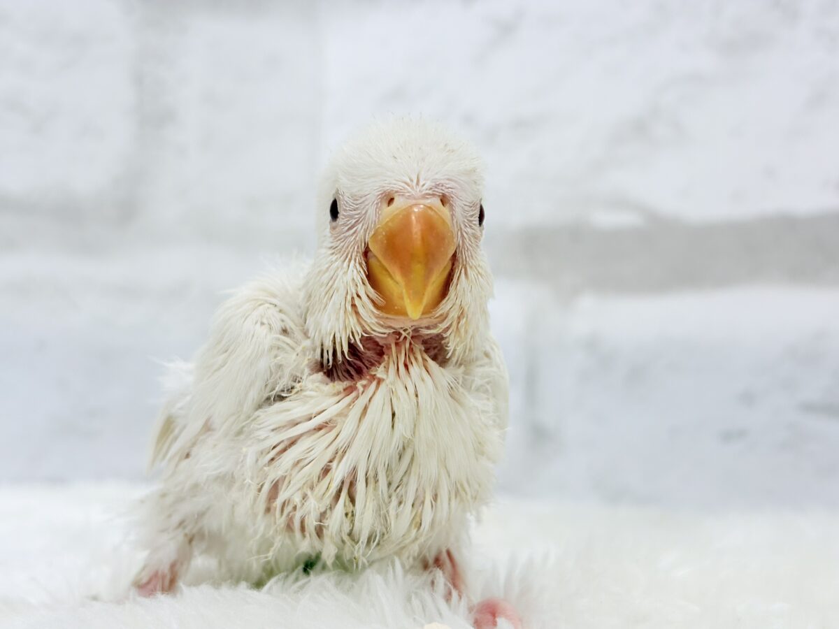 コザクラインコ（小桜インコ）